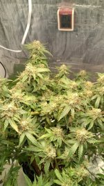 CHB3[1].jpg