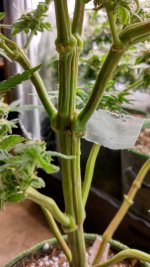 AZ1[1].jpg