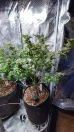 AZ3[1].jpg