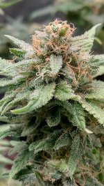 BUD[1].jpg