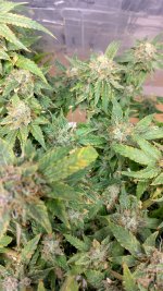 PI1[1].jpg