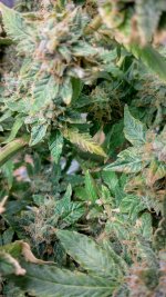 PI2[1].jpg