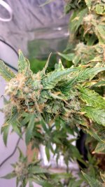 PI3[1].jpg