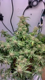 PI4[1].jpg