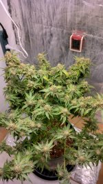 PI5[1].jpg