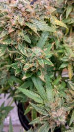 PI6[1].jpg