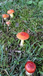 shroom[1].jpg