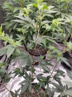 Side Branching Closeup.jpg