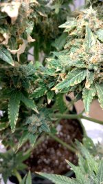 IMG_20230704_093115_HDR[1].jpg