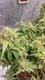IMG_20230704_093105_HDR[1].jpg