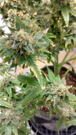 IMG_20230704_093052_HDR[1].jpg