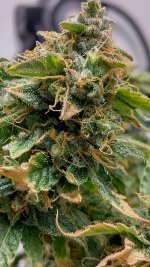 IMG_20230704_092921_HDR[1].jpg