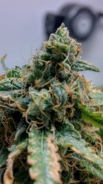 IMG_20230704_092912_HDR[1].jpg