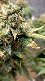 IMG_20230704_092851_HDR[1].jpg