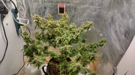 IMG_20230707_110729_HDR[1].jpg