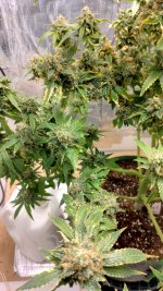 IMG_20230707_110709_HDR[1].jpg