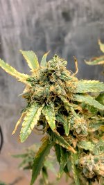 IMG_20230707_110656_HDR[1].jpg