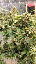 IMG_20230707_110650_HDR[1].jpg