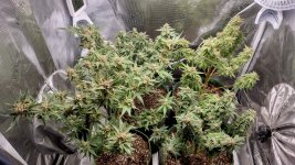 Grow[1].jpg