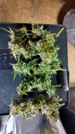 PI[1].jpg