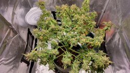 PI1[1].jpg