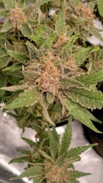 IMG_20230714_180212_HDR[1].jpg
