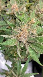 IMG_20230714_180201_HDR[1].jpg