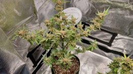 IMG_20230714_180051_HDR[1].jpg