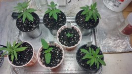 grow[1].jpg