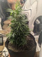 bluedream4.jpg