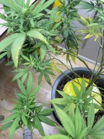 photo165516.jpg
