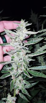 IMG_20230813_201122.jpg