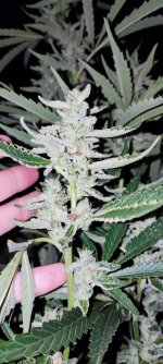 IMG_20230813_201113.jpg