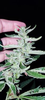 IMG_20230813_201102.jpg