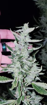IMG_20230813_201005.jpg
