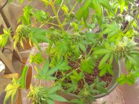 IMG_20170421_101604.jpg