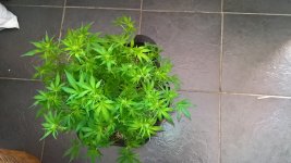photo17440.jpg