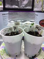 photo18137.jpg