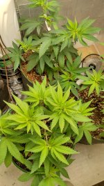 IMG_20230825_075701_HDR[1].jpg