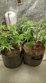 IMG_20230825_075536_HDR[1].jpg