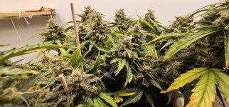 photo166369.jpg