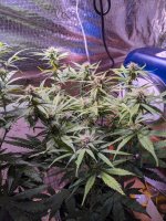 whole plant 08-29-23.jpg
