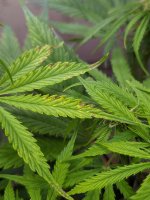 yellowing leaves.jpg