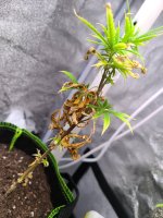 photo166495.jpg