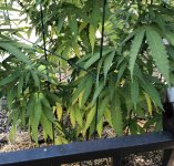yellow leaves.jpg