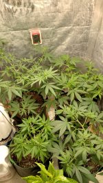 BubbleGum[1].jpg