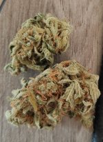 bud_cured.jpg