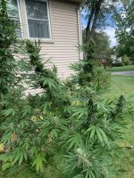 IMG_0015.jpg