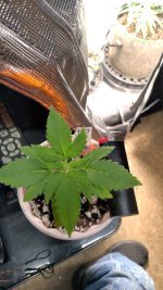 orange[1].jpg