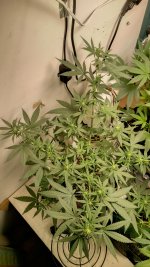 bubblegum[1].jpg